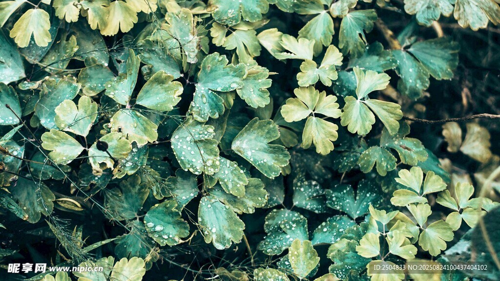 翠绿三叶草特写画面