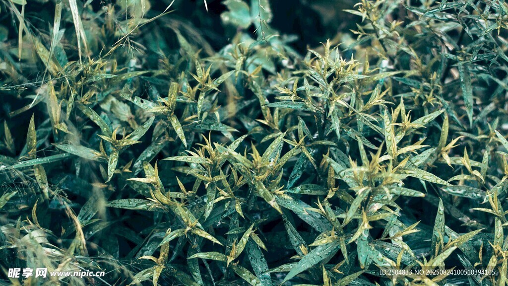 绿色繁茂植物特写
