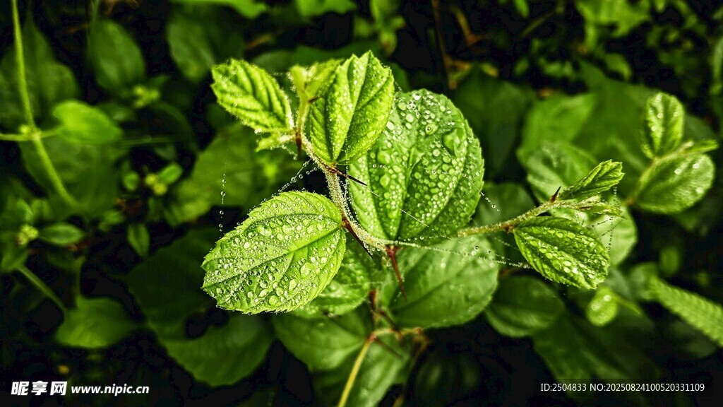 嫩绿叶片 清新自然植物景