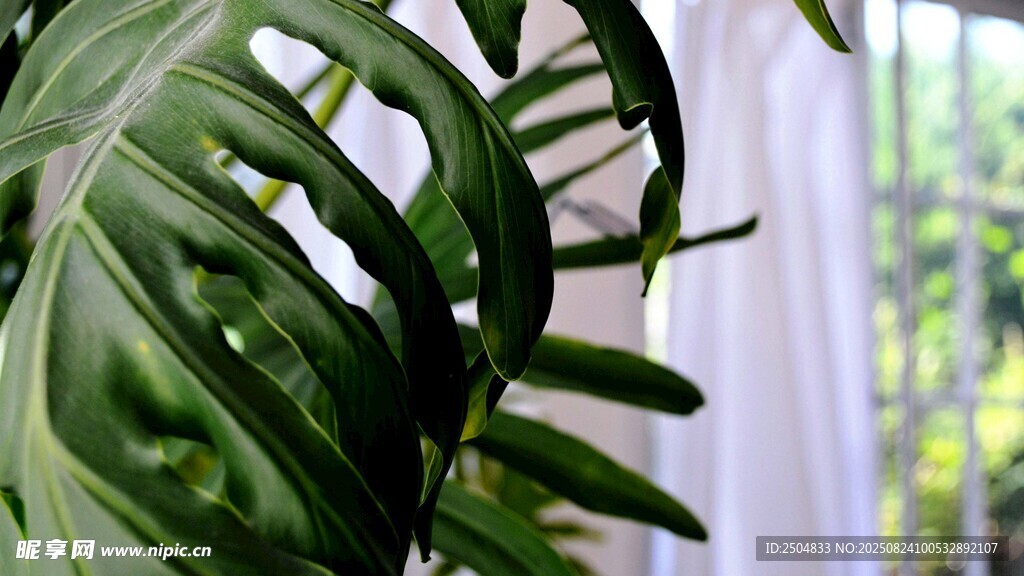 翠绿羽状叶片植物特写