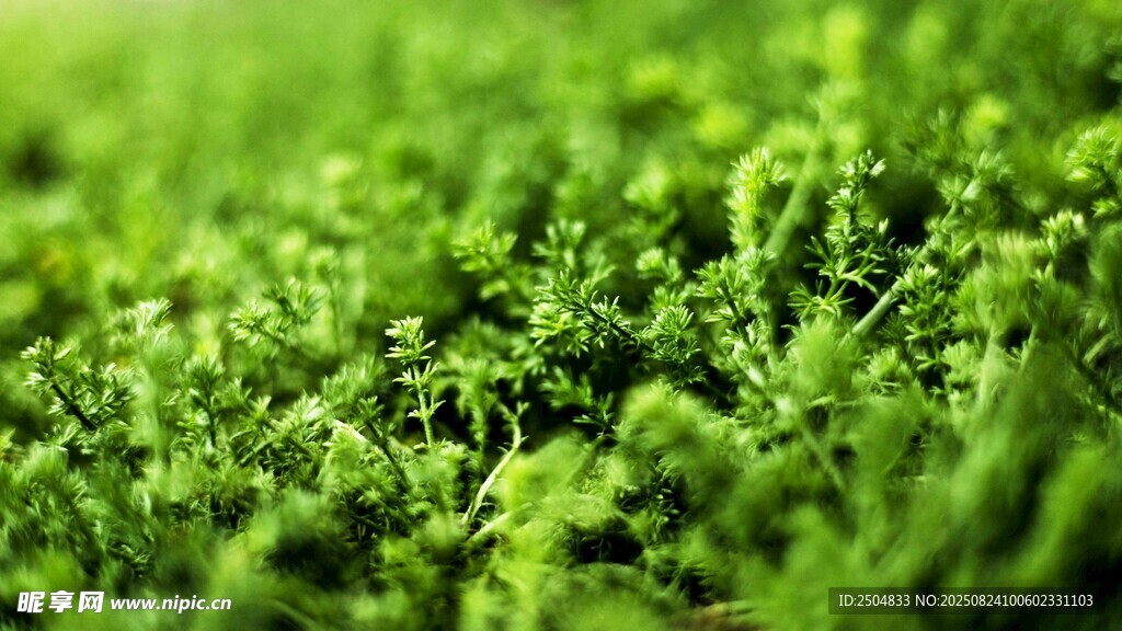 翠绿鲜嫩的茂盛植物
