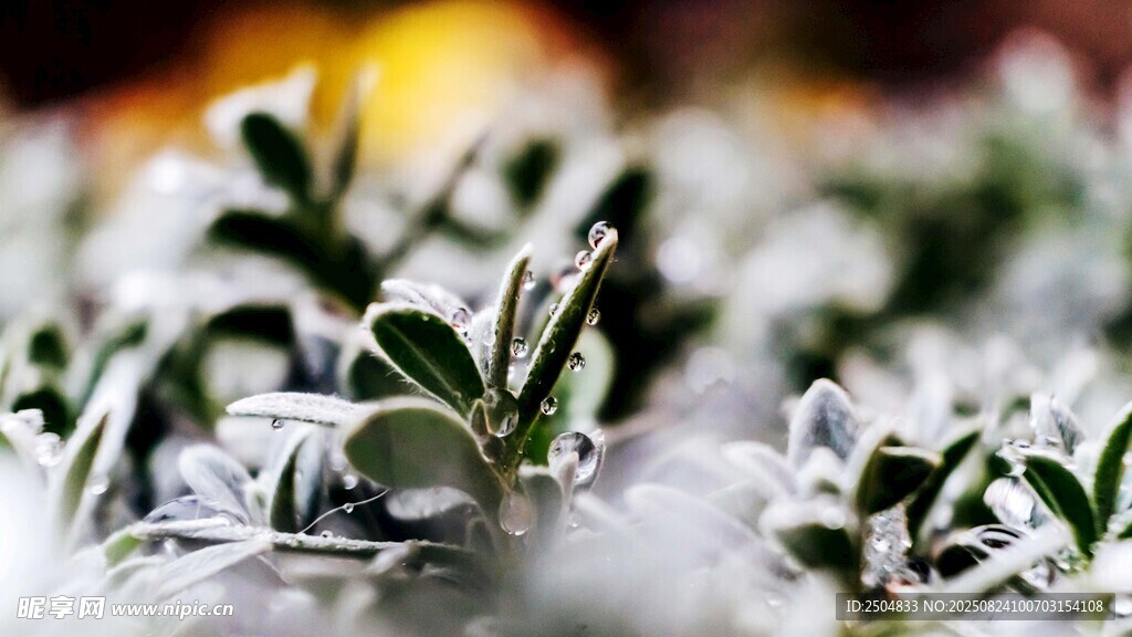覆霜绿植特写