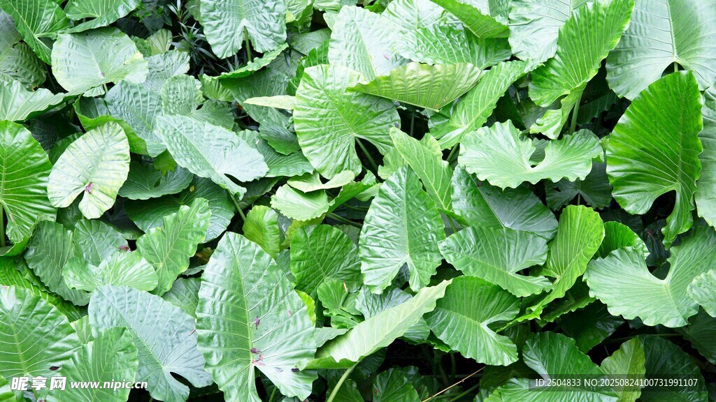 翠绿鲜嫩的绿叶植物