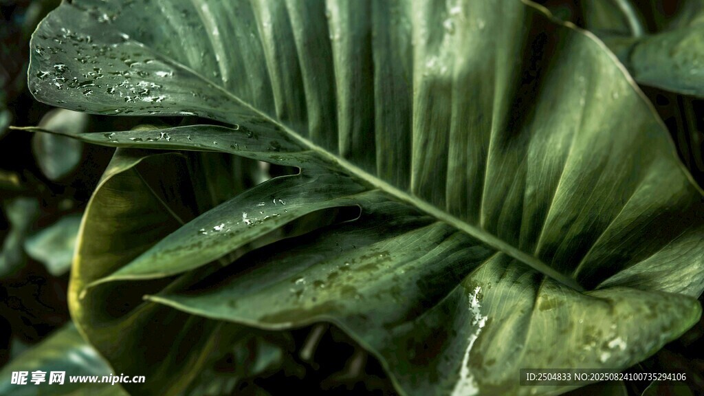 带水珠的大片绿色植物叶片