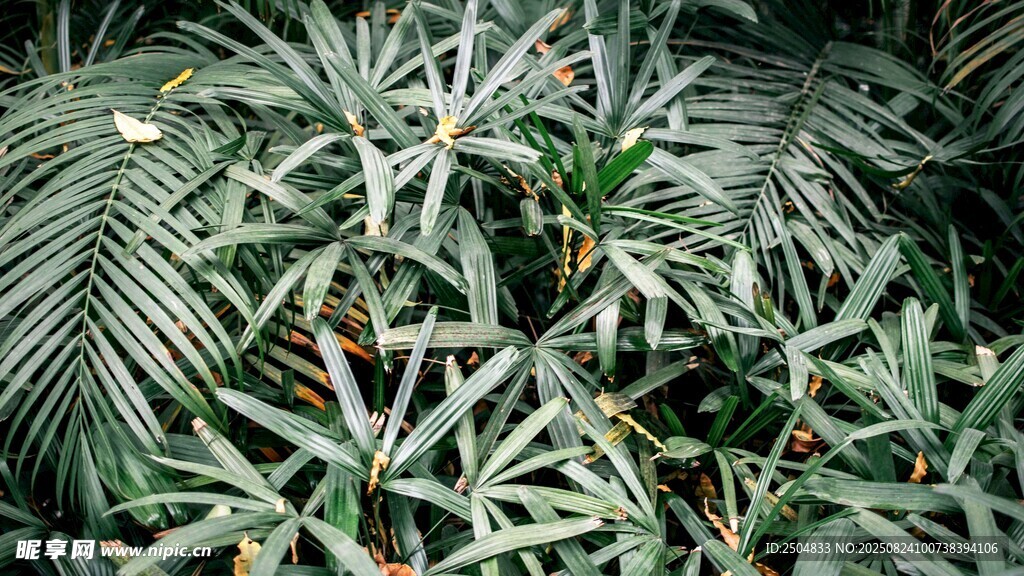 茂密热带植物叶片特写