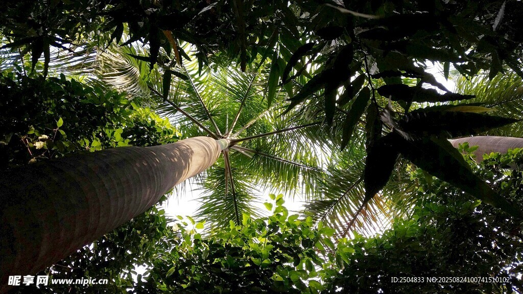 林间小道 绿意盎然的自然景