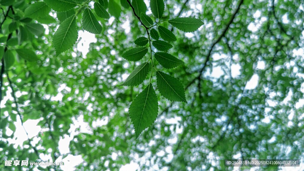 绿叶繁茂的树冠景象