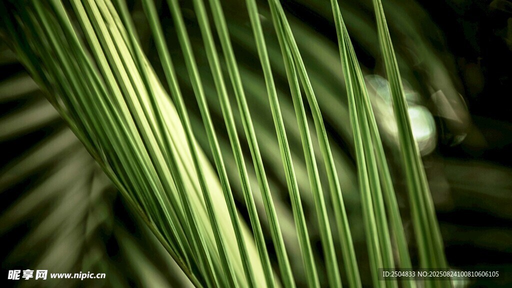 翠绿条纹状的植物叶片