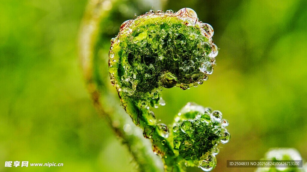 卷曲蕨叶上的晶莹露珠