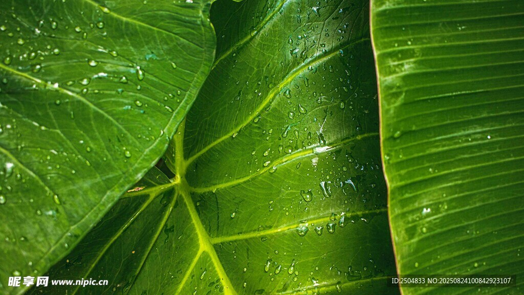 翠绿叶片上的晶莹水珠