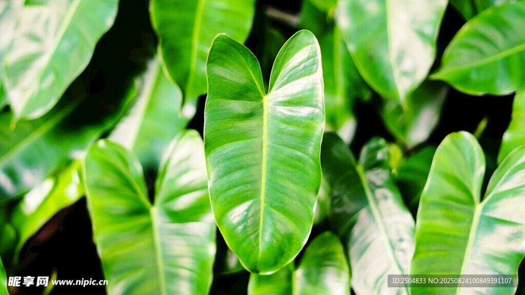翠绿繁茂的热带植物叶片