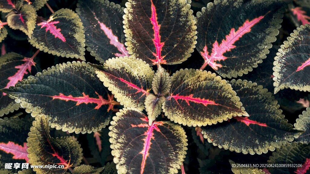 多彩斑纹植物叶片特写