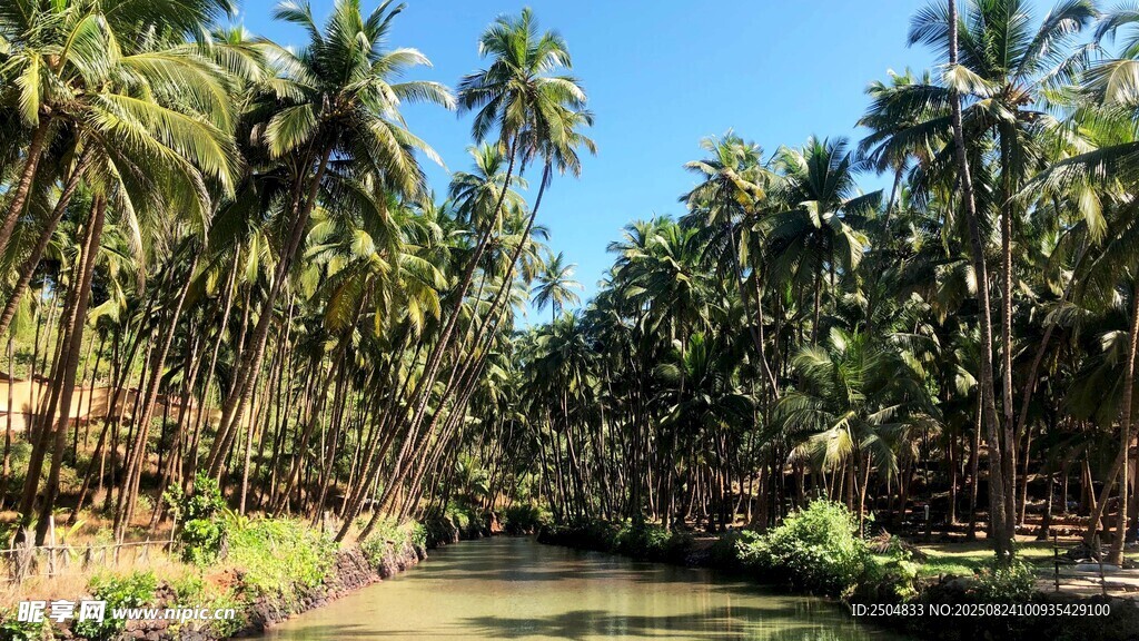 椰林环绕的静谧河道