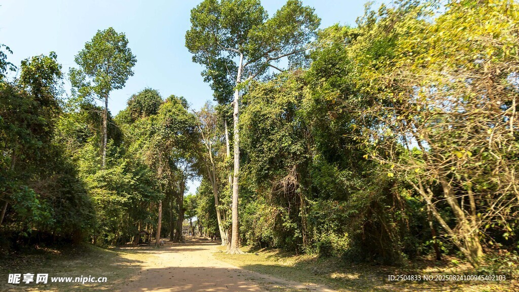 林间小道 漫步自然风景