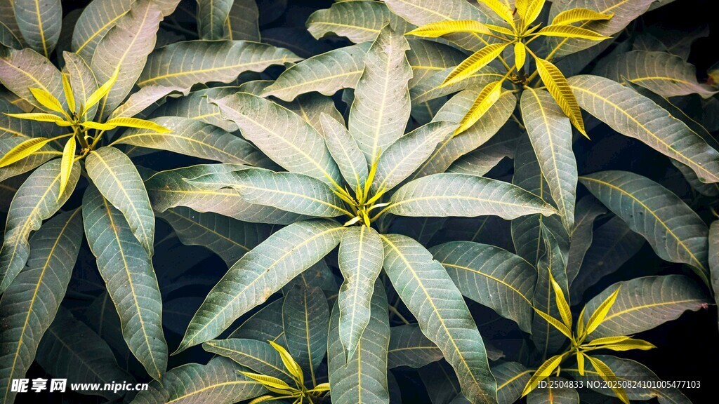 美丽黄蕊绿叶植物花卉