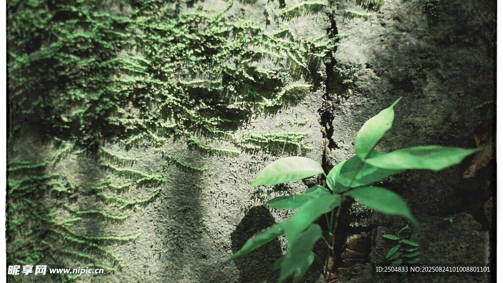 石缝中生长的嫩绿植物
