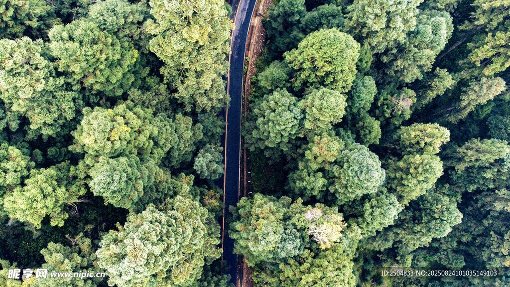 空中俯瞰林间小路