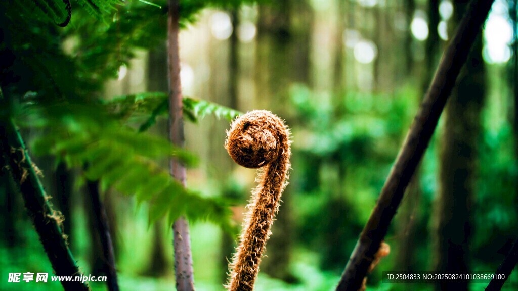 林间卷曲的蕨类植物