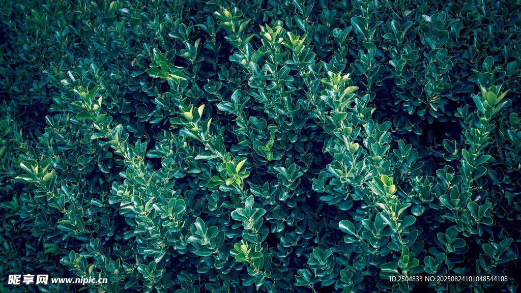 茂密绿植景观