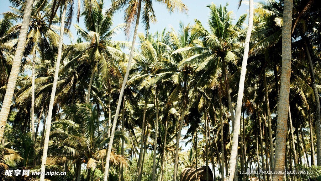 茂密椰林景观