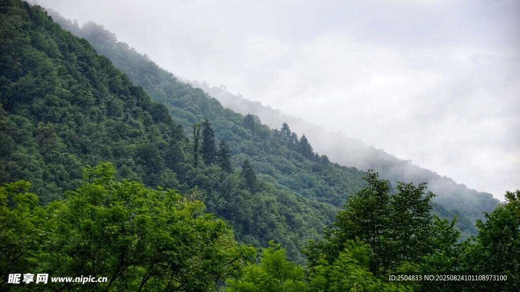 云雾缭绕的山林景色