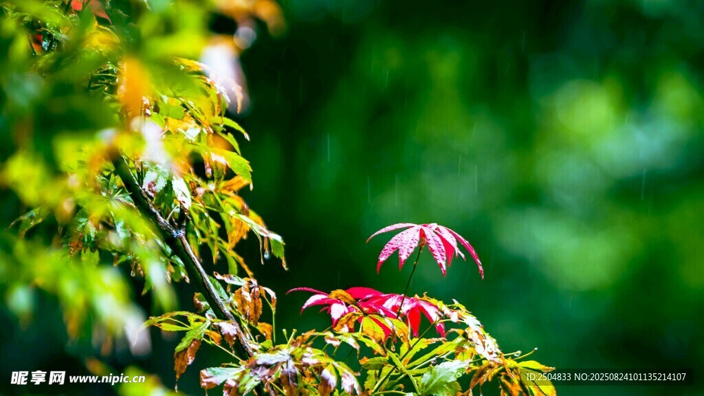 绿叶间的红嫩新叶
