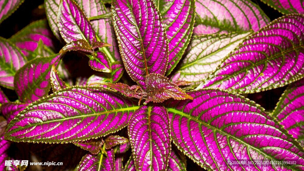 紫白相间彩叶植物特写