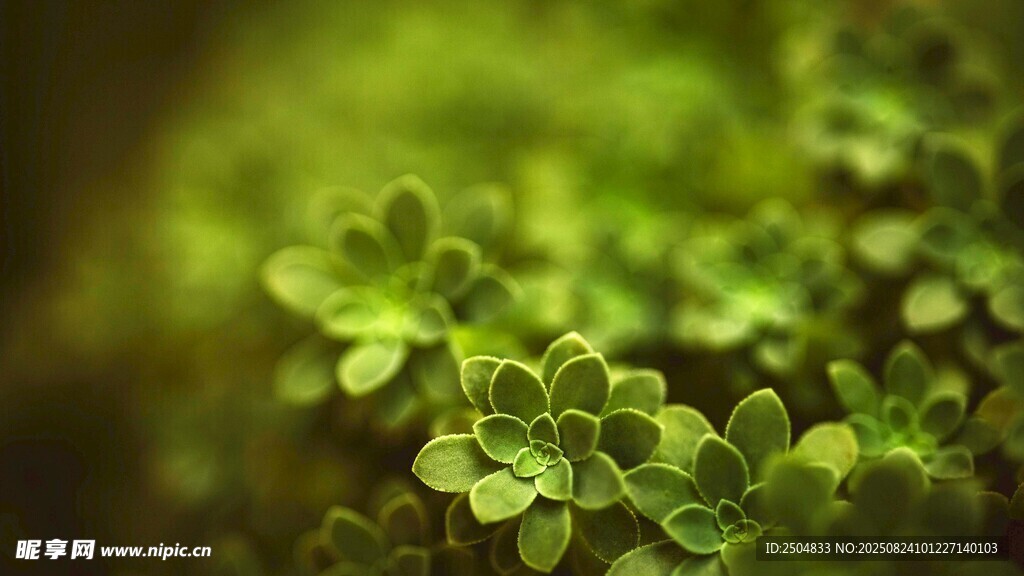 嫩绿三叶草 清新自然景