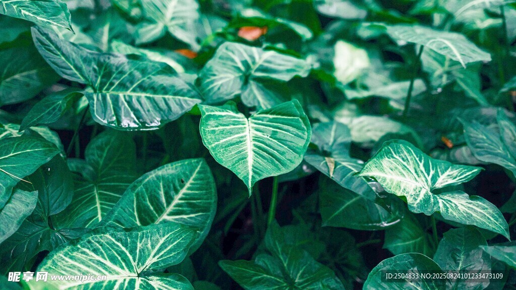 翠绿斑斓的芋类植物叶片
