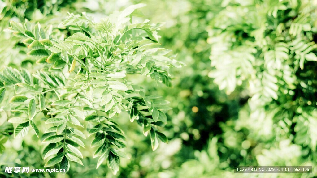 翠绿繁茂的植物叶片