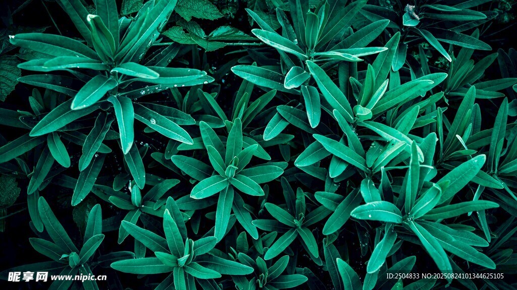 翠绿叶片植物特写