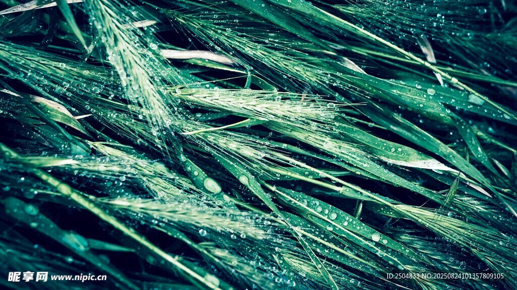 翠绿草叶上的晶莹露珠
