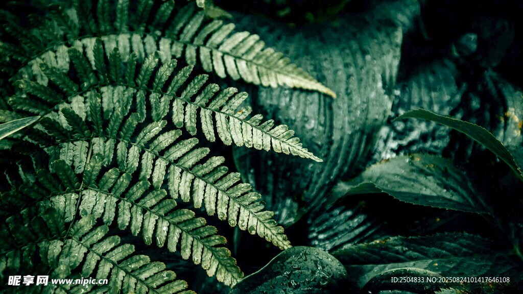 神秘蕨类植物景观