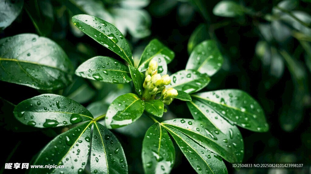 带水珠的翠绿植物