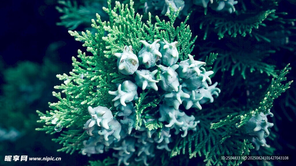 雪覆松枝 清新自然景致