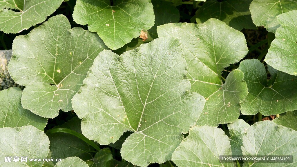 翠绿圆润叶片植物特写