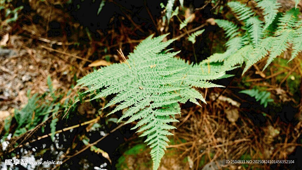 翠绿蕨类植物特写