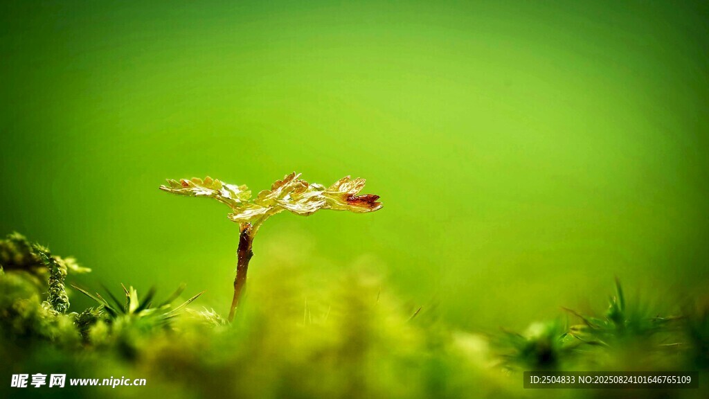草尖上的精致小蜻蜓