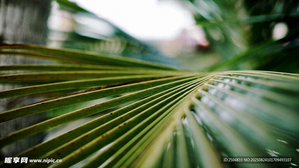 特写 翠绿的棕榈叶纹理