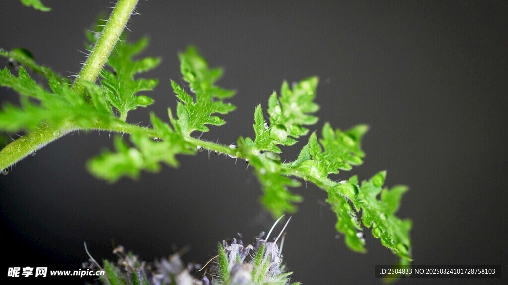 翠绿蕨类植物特写