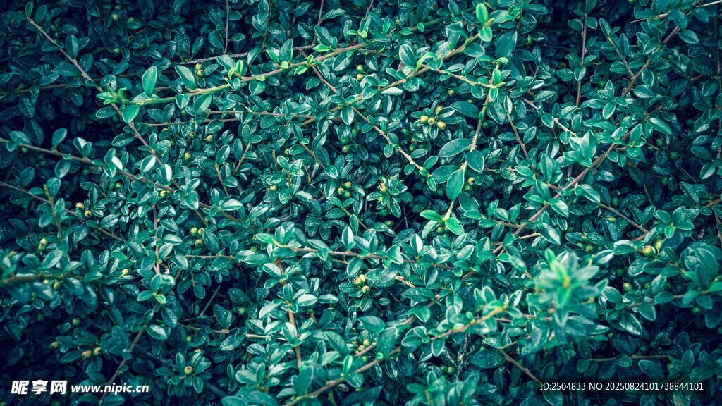 翠绿繁茂的植物背景