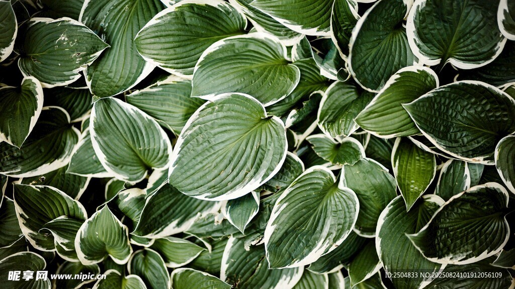 绿叶玉簪植物特写