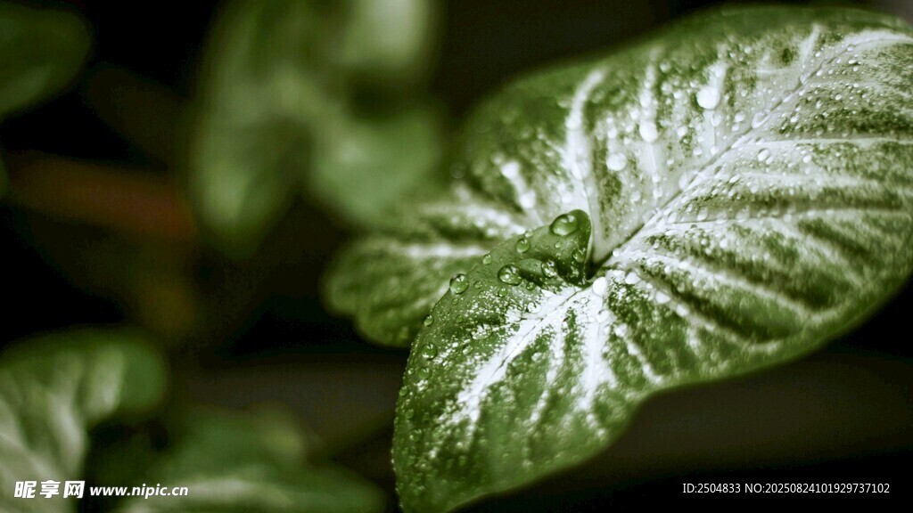 银脉绿叶植物特写