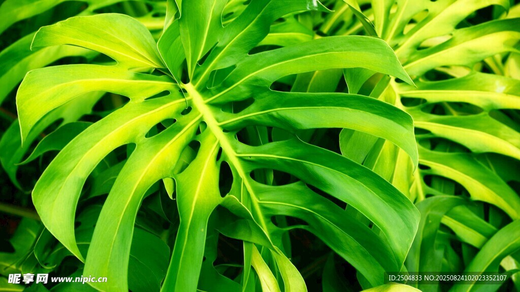 翠绿舒展的热带植物叶片