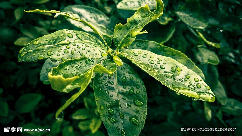 染病的绿色植物叶片