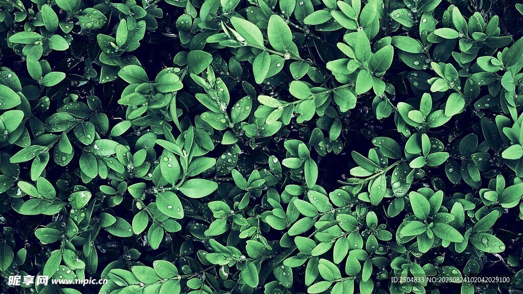 翠绿繁茂的植物叶片