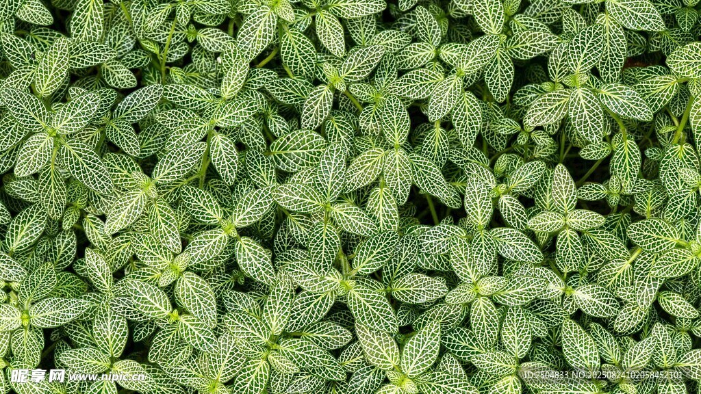 翠绿繁茂的三叶草植物