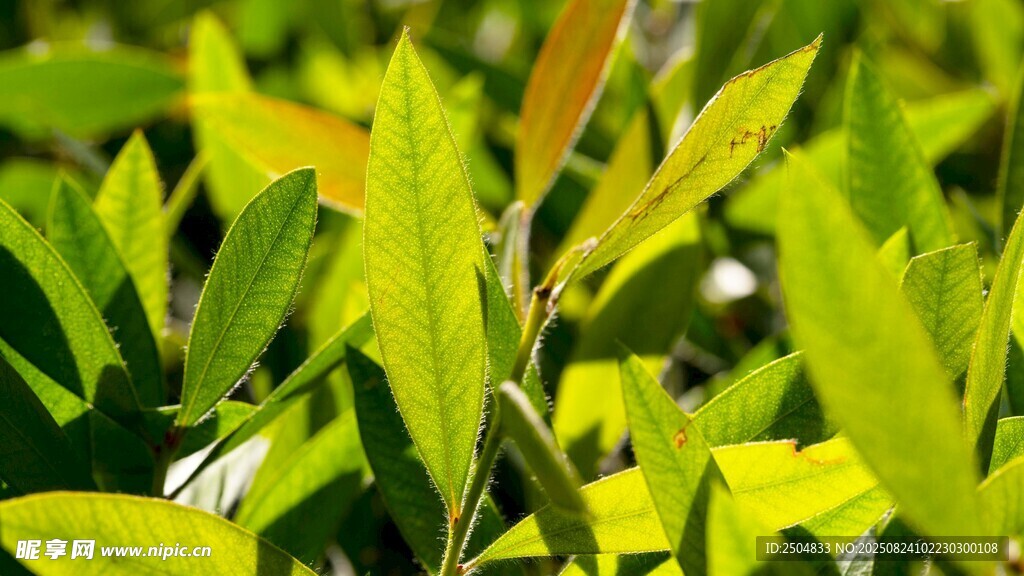 嫩绿枝叶的清新植物景象