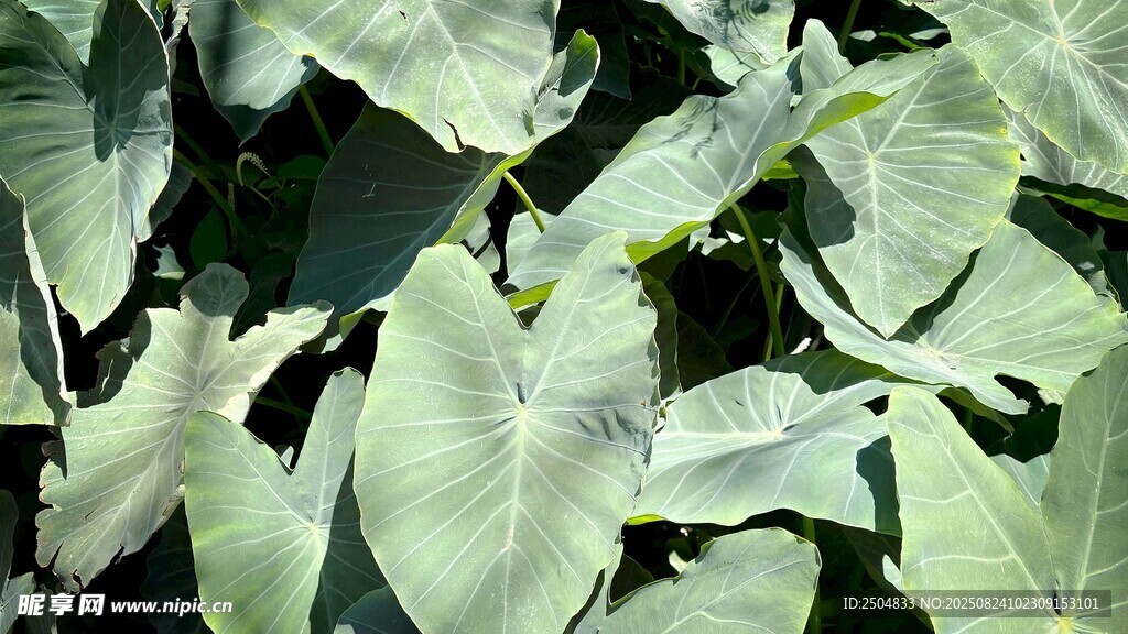 大片绿叶植物特写
