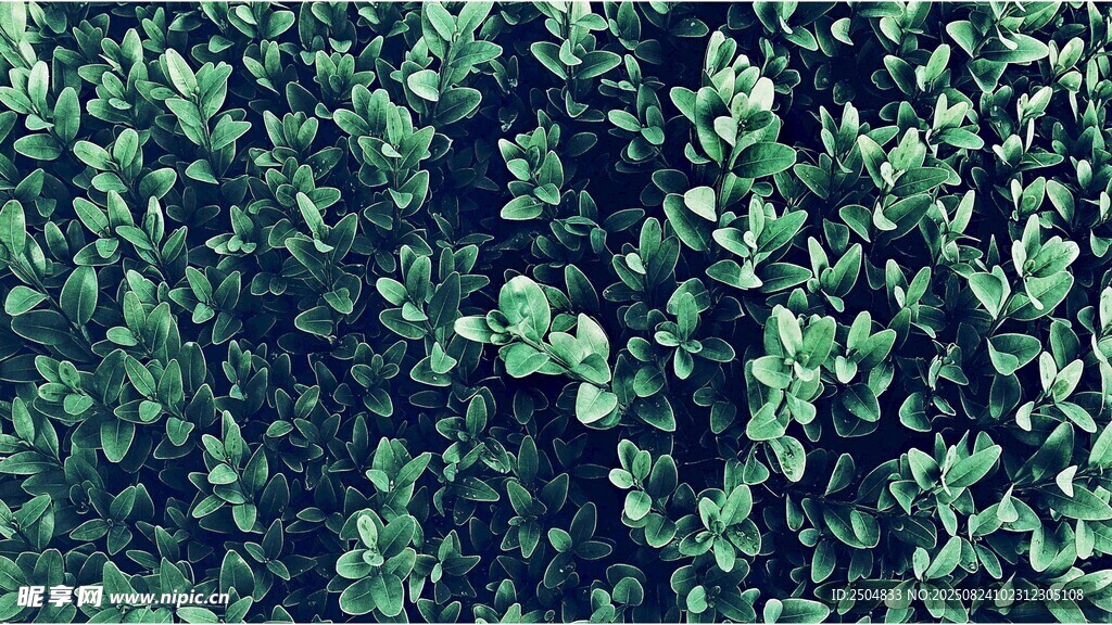 茂密绿植景观